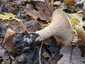 Óriás tölcsérgomba (Infundibulicybe geotropa), Budai-hegység